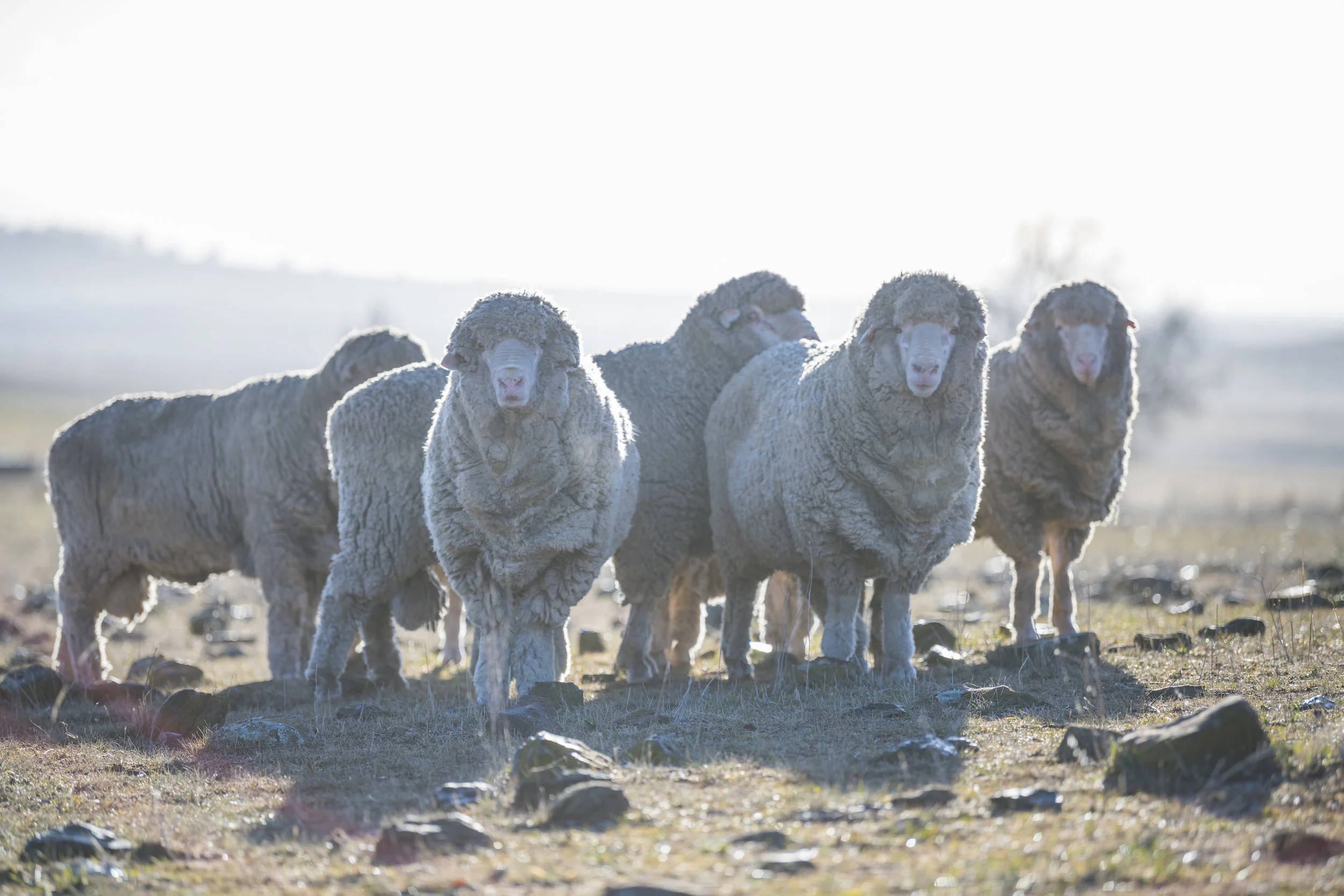Hazeldean Best of the Best Ram Sale and Woolgrowers Breakfast 2019