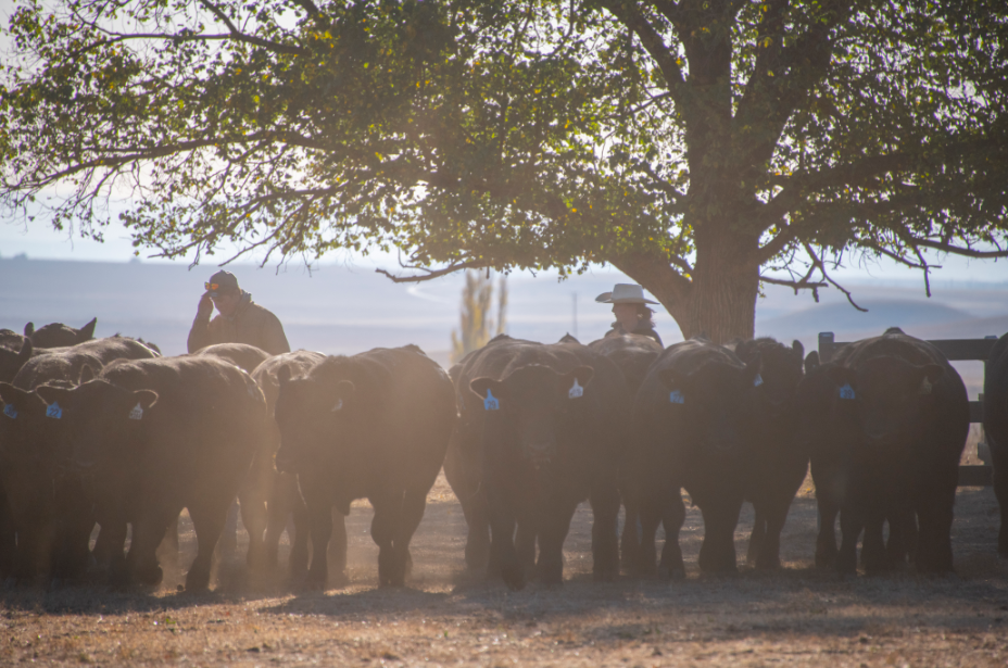 Hazeldean South Australia Bull Sale 2021