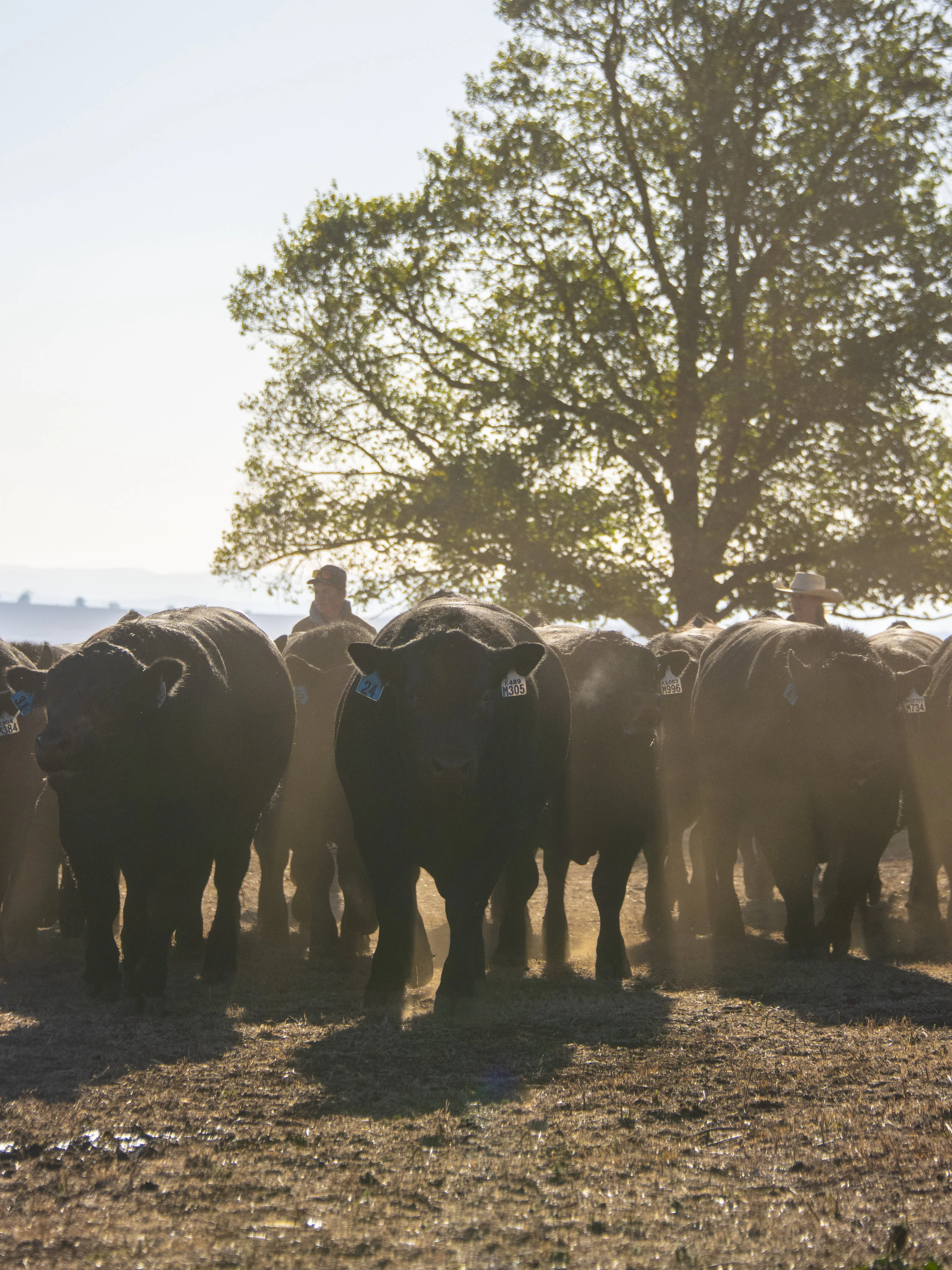 Hazeldean Autumn Bull Sale 2020