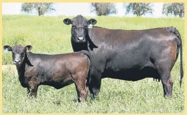 Hazeldean Senegus Dispersal Sale 