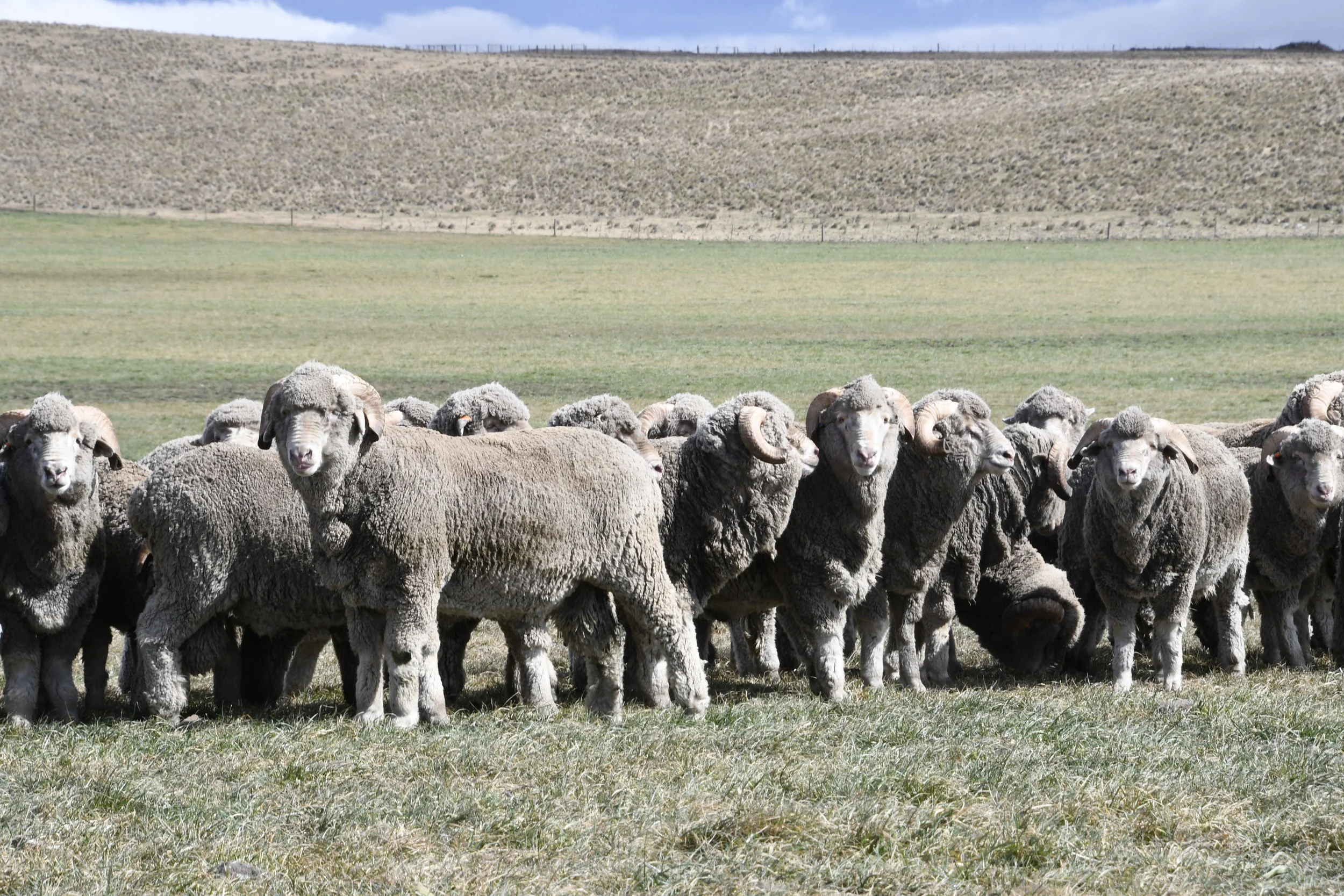 Hazeldean Merino Monaro Ram Sale 2021