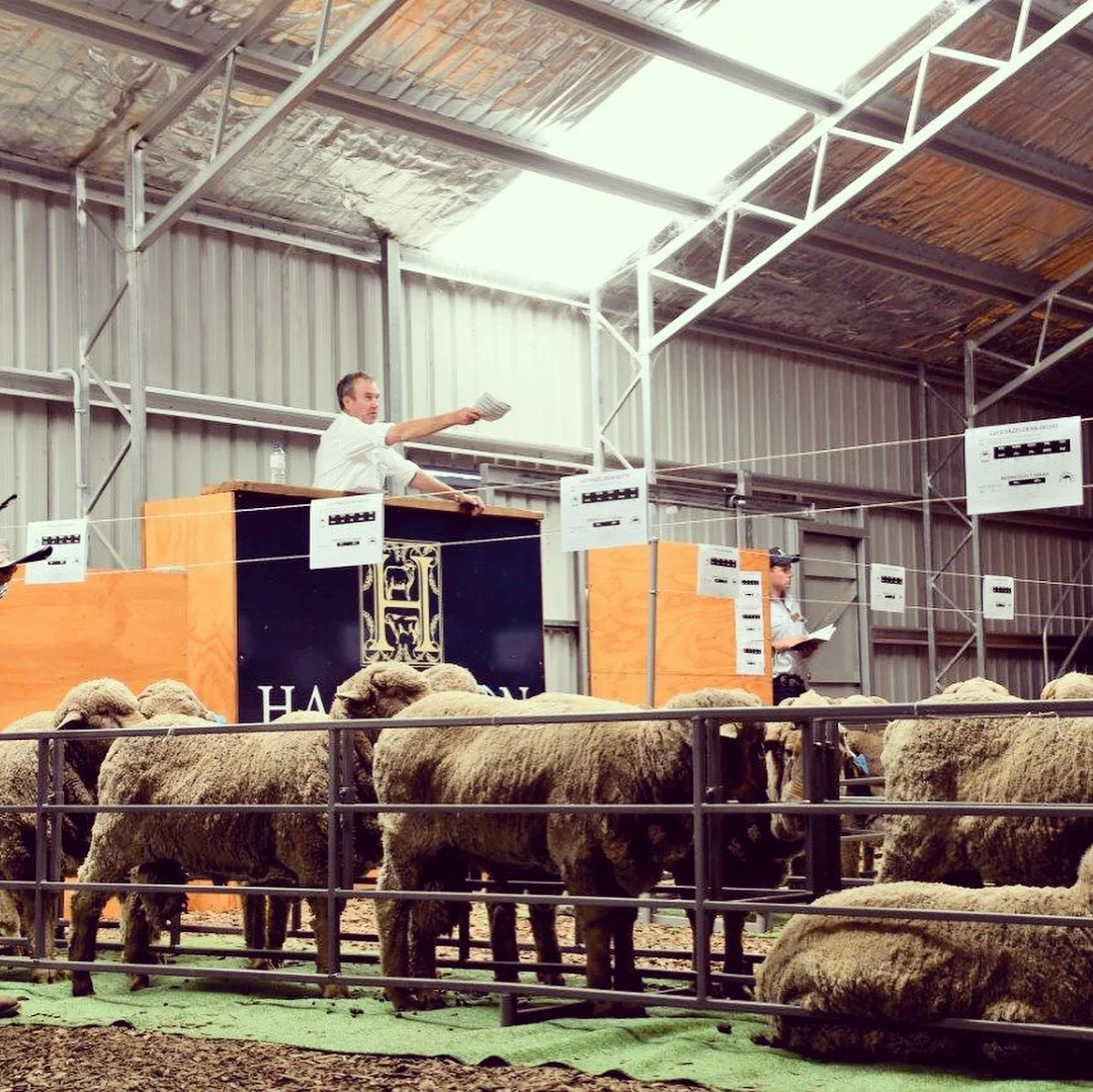 Hazeldean Merinos Riverina Ram Sale 2019