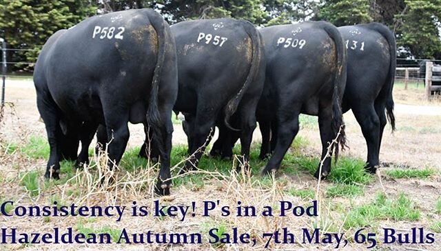 A large stud herd allows us to breed even and consistent lines of bulls, the same way our clients and their buyers want their cattle! Come and see our Autumn draft on the 30th of April by appointment or sale day - 7th May.

Link to catalogue in Bio..