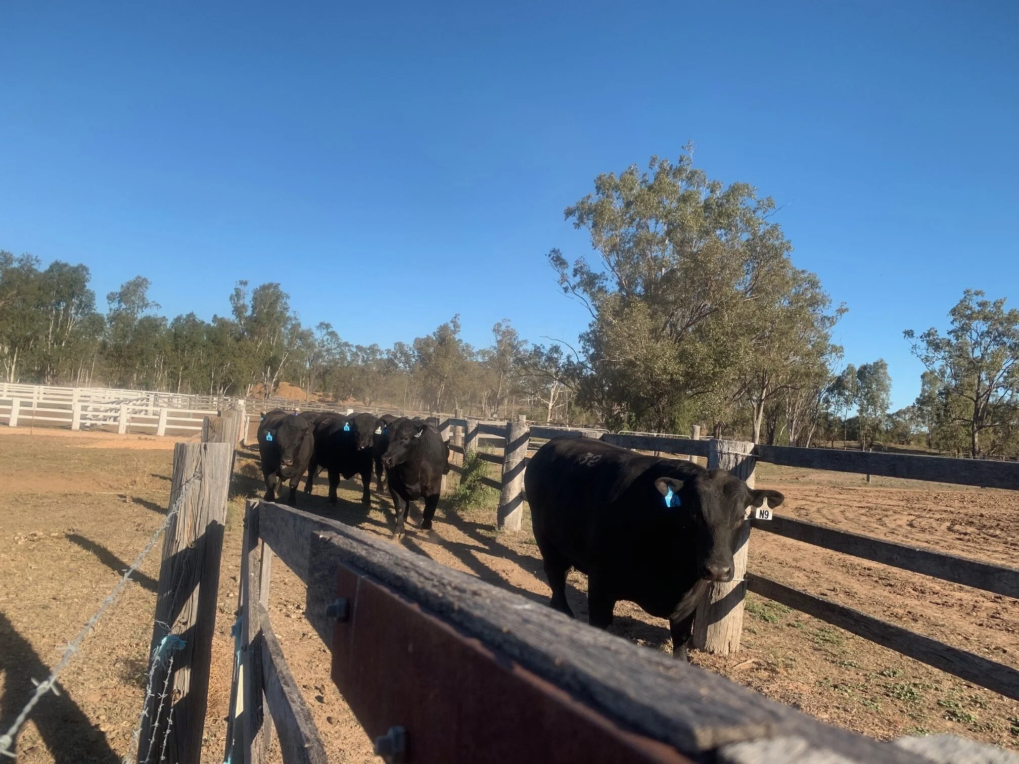 Hazeldean New England Sale TAMWORTH 2021