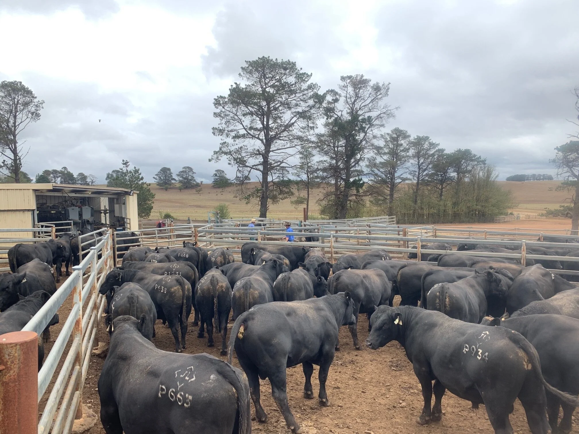 Hazeldean Autumn Bull Sale 2021