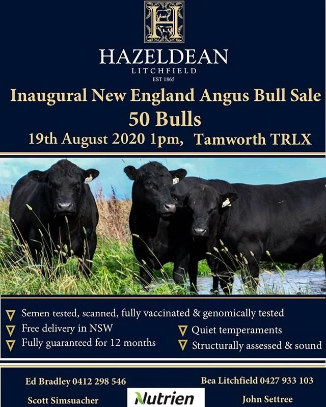 Hazeldean has a new sale!
19th August- 50 Bulls Sell 🤠Tamworth!🤠
The Country Music capital is sure to drawn a crowd for some of the highest performing bulls in Australia. Bred in commercial conditions for commercial breeders, Hazeldean bulls are the complete package of calving ease, growth, temperament and structure. Click the link in bio to our website for a catalogue... Sale at TRLX Bull Ring
Lots of HFR bulls on offer. @nutrienlivestocktamworth 
@nutrien_boultons 
@sj_livestock_marketing_ 
#angus#marbling #tamworth