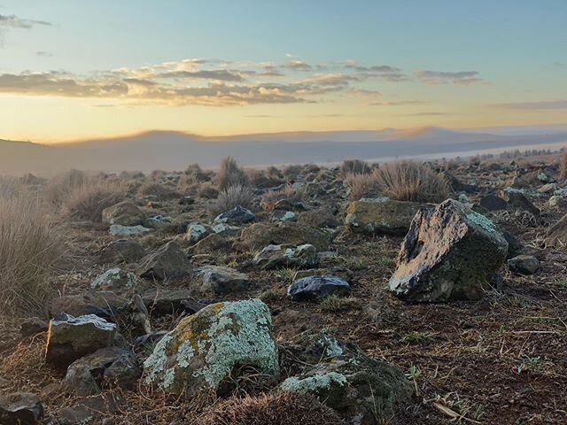 Beautiful morning on the Monaro today - if only the rocks were edible! #hazeldeanangus #hazeldeanmerinos #monaro #longgame #bredtough