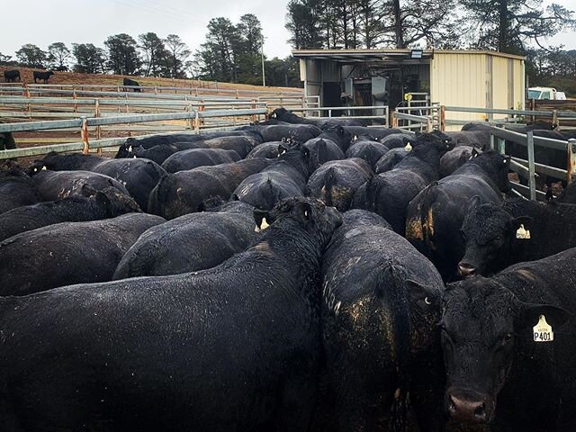 Black bulls, rainbows and pretty ladies! 🌈 We had all the seasons today sorting out bulls for our upcoming spring sales in Tamworth and Cooma. Very even and very quiet 👌#hazeldeanangus #doability #carcase #calvingease @ed_bradley_o1 @nutrienlivesto