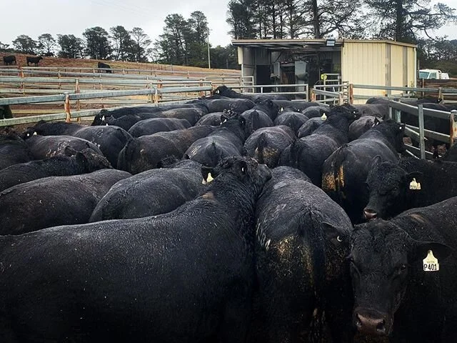 Black bulls, rainbows and pretty ladies! 🌈 We had all the seasons today sorting out bulls for our upcoming spring sales in Tamworth and Cooma. Very even and very quiet 👌#hazeldeanangus #doability #carcase #calvingease @ed_bradley_o1 @nutrienlivestocktamworth @notthefakecyril @fages_mate98