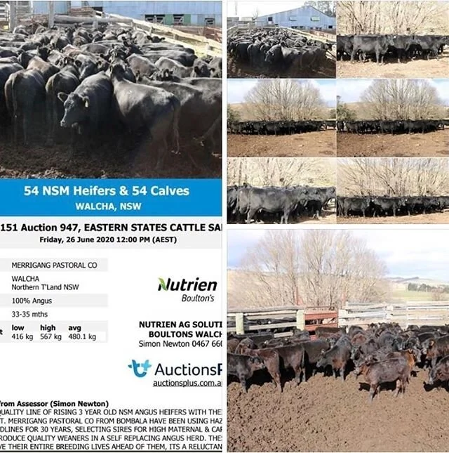 A valued Hazeldean client is regrettably selling some outstanding HFR&rsquo;s with calves tomorrow on AuctionsPlus. Bred in Bombala, they are currently at Walcha NSW. Agent&rsquo;s quoting &ldquo;one of the most even lines of Angus HFRS I&rsquo;ve seen&rdquo;
#angus #profit #temperament