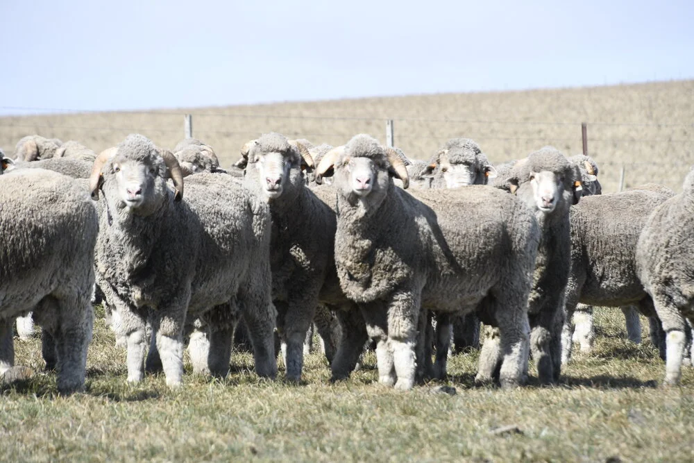 Hazeldean Merinos Riverina Ram Sale 2021