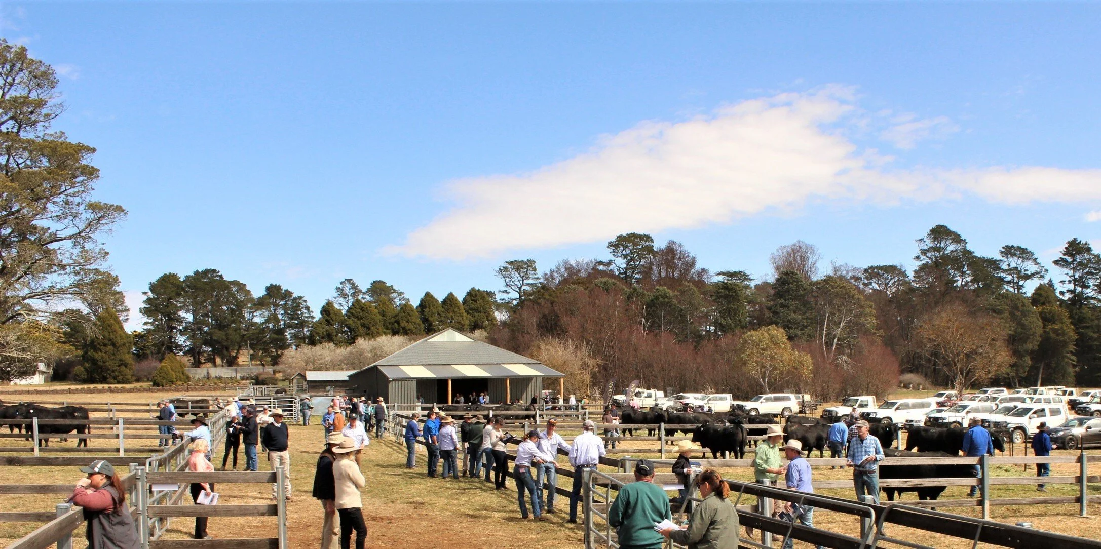 Hazeldean Spring Bull Sale 2021