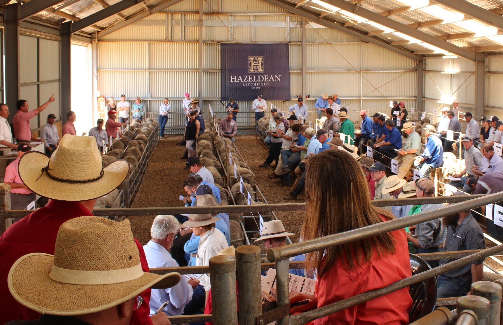 Hazeldean Merinos Field Day 2021