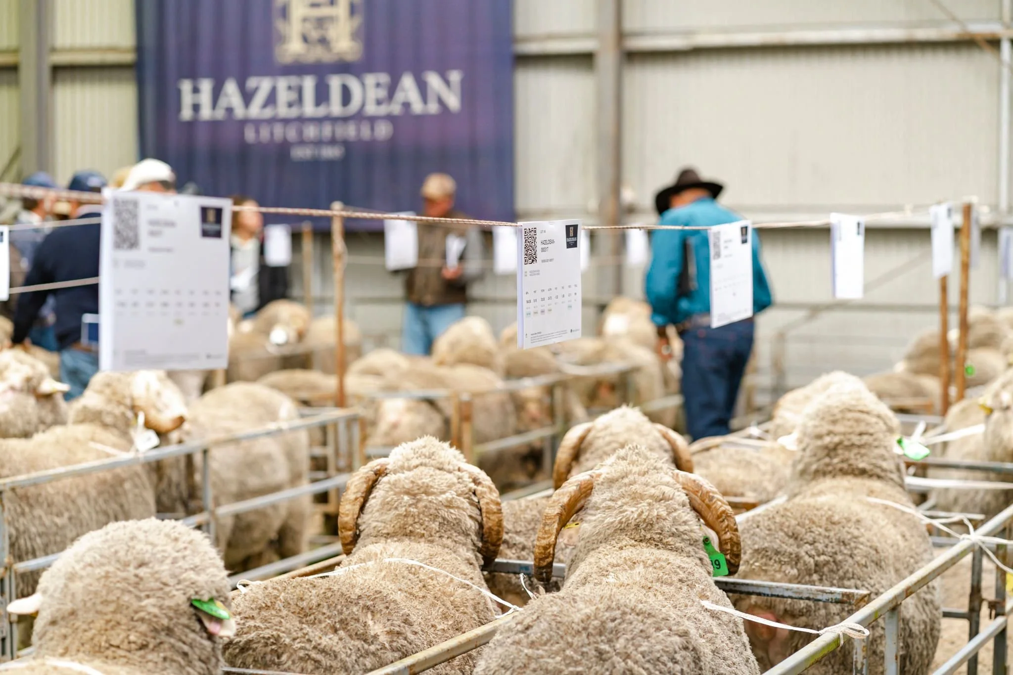 Hazeldean Best of the Best Ram Sale and Woolgrowers Breakfast 2023