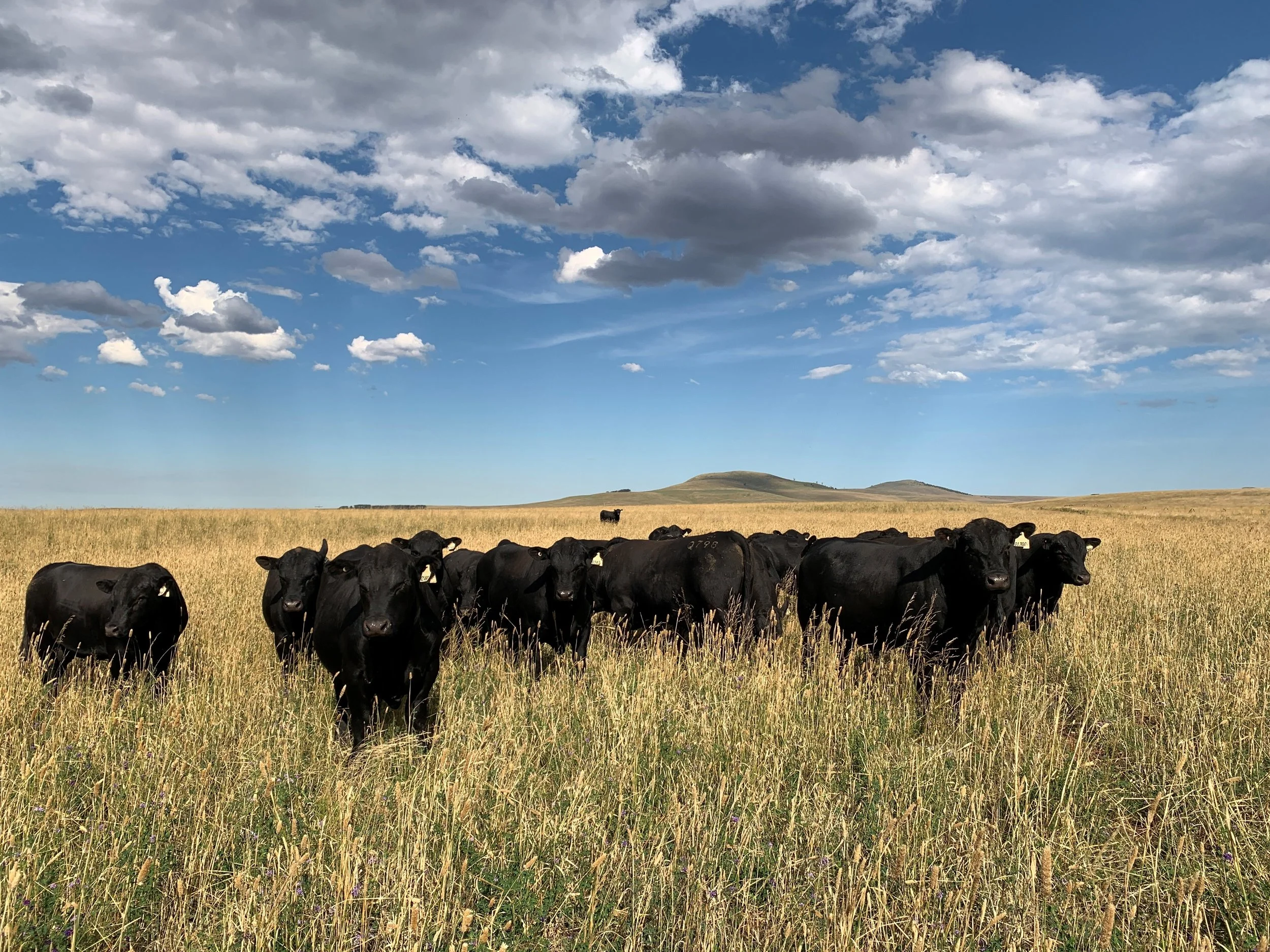 Hazeldean Autumn Bull Sale 2026