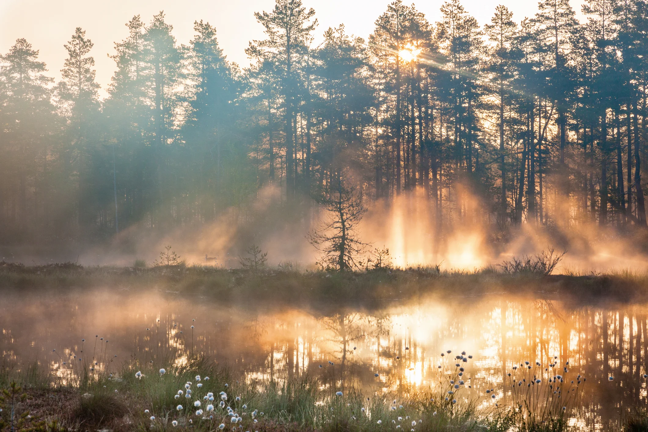 Photo by TT/iStock / Getty Images
