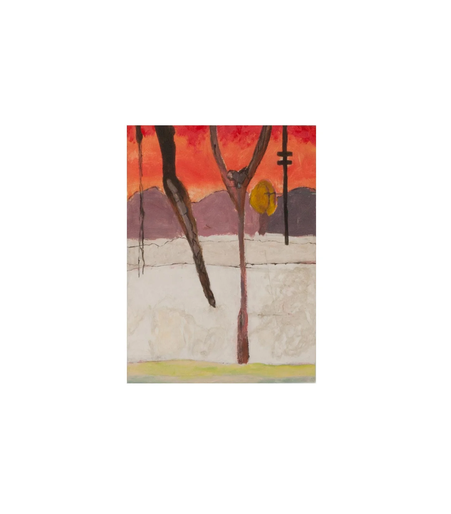 Eucalyptus Tree
