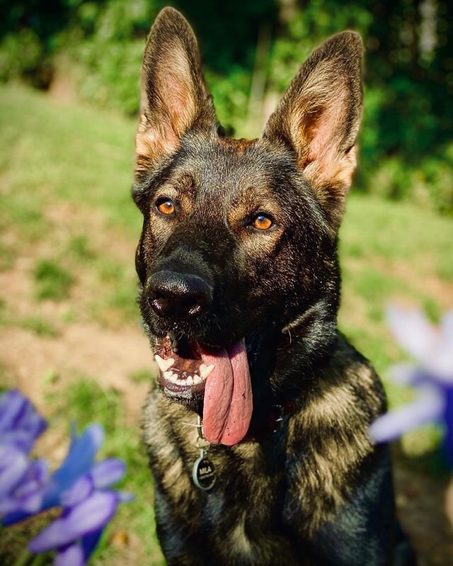 Mila, all tongue and drools. @sanji14_  #gsd #germanshepherd #sablegermanshepherd