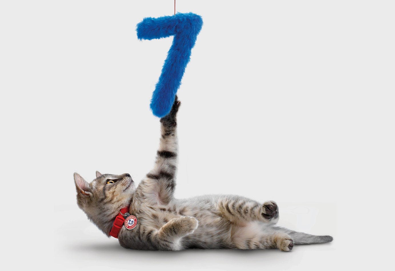 CatLitter72.jpg