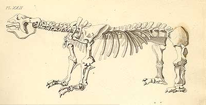 Megatherium. Text and illustration by James Parkinson.