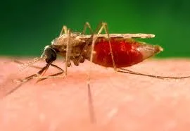 Anopheles mosquito at lunch