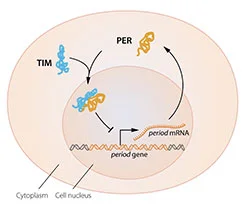 Circadian Clock. Nobelprize.org .