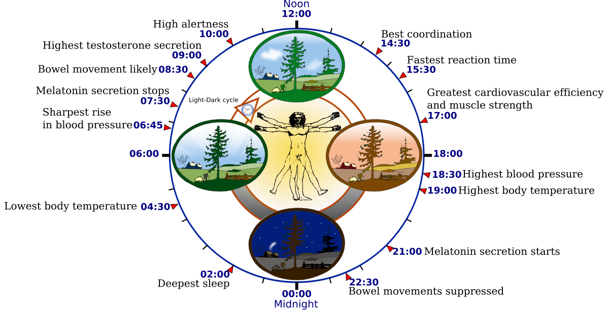 Circadian Rhythm. Wikipedia .