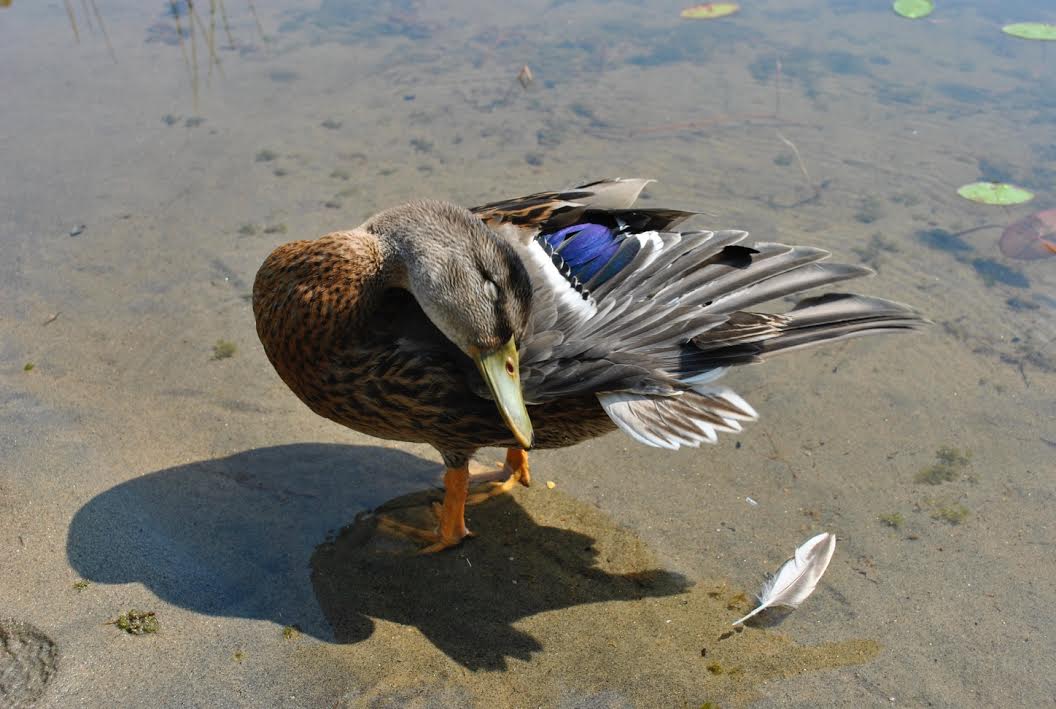 Duck.jpeg