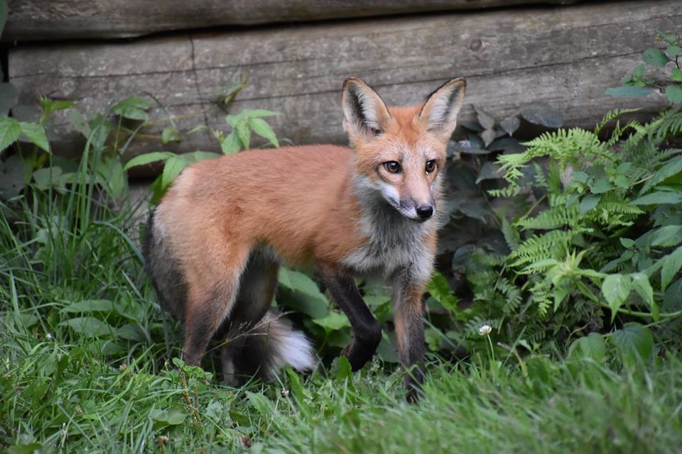 Fox Kit.jpg