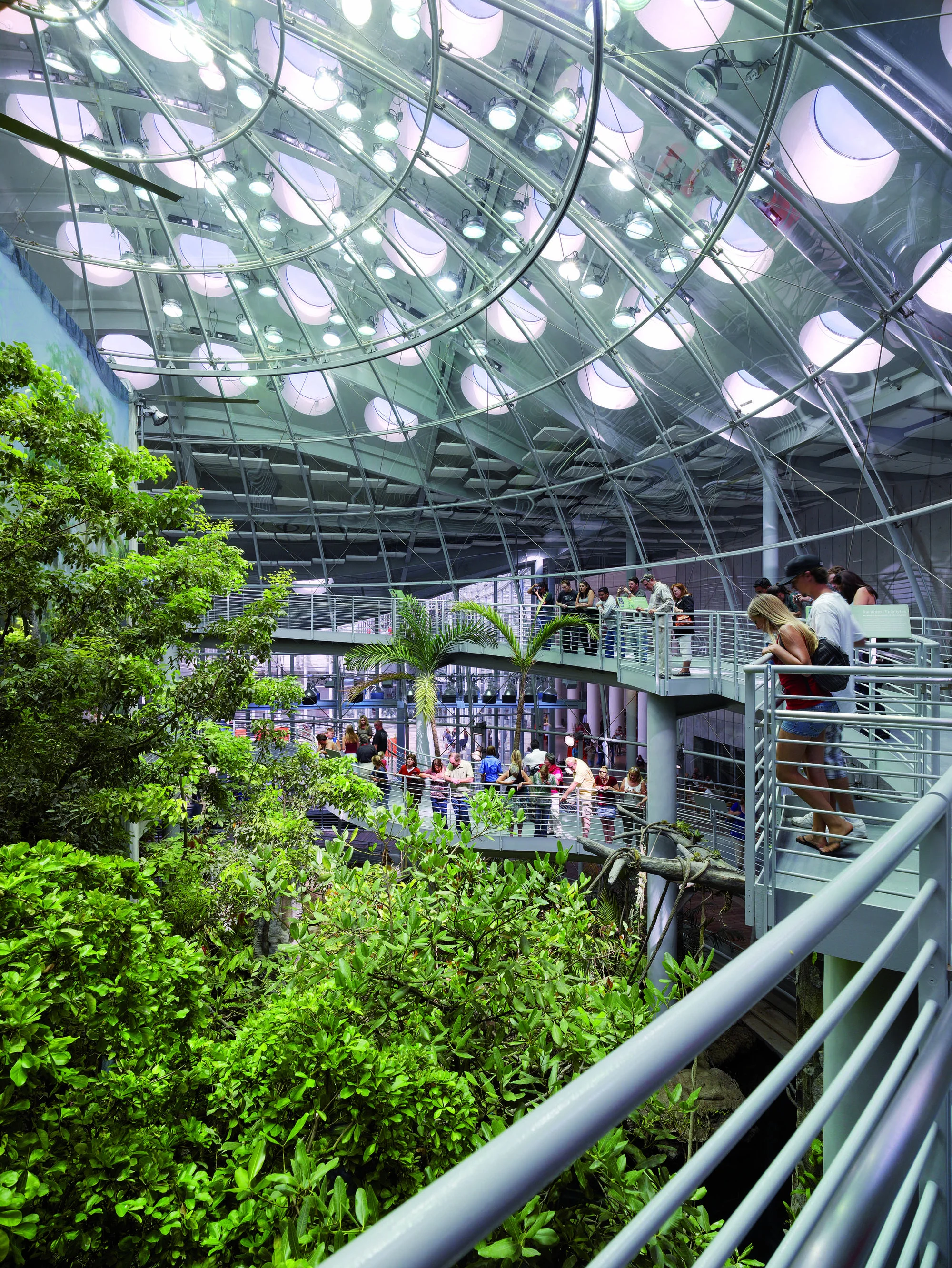 California Academy Of Sciences Rainforest.jpg