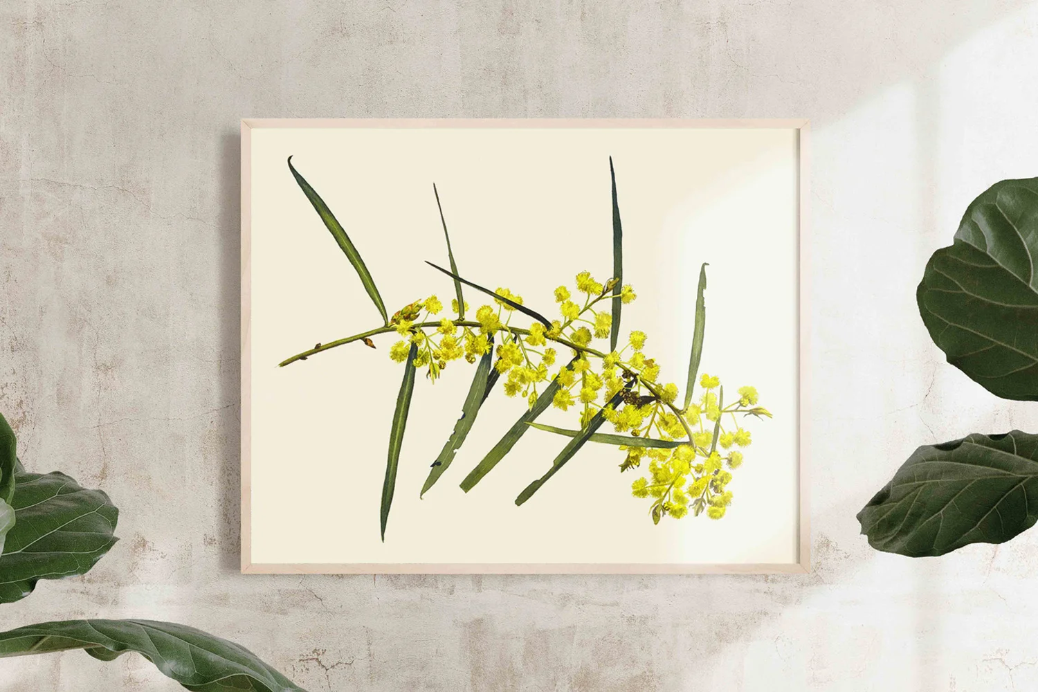 Wattle