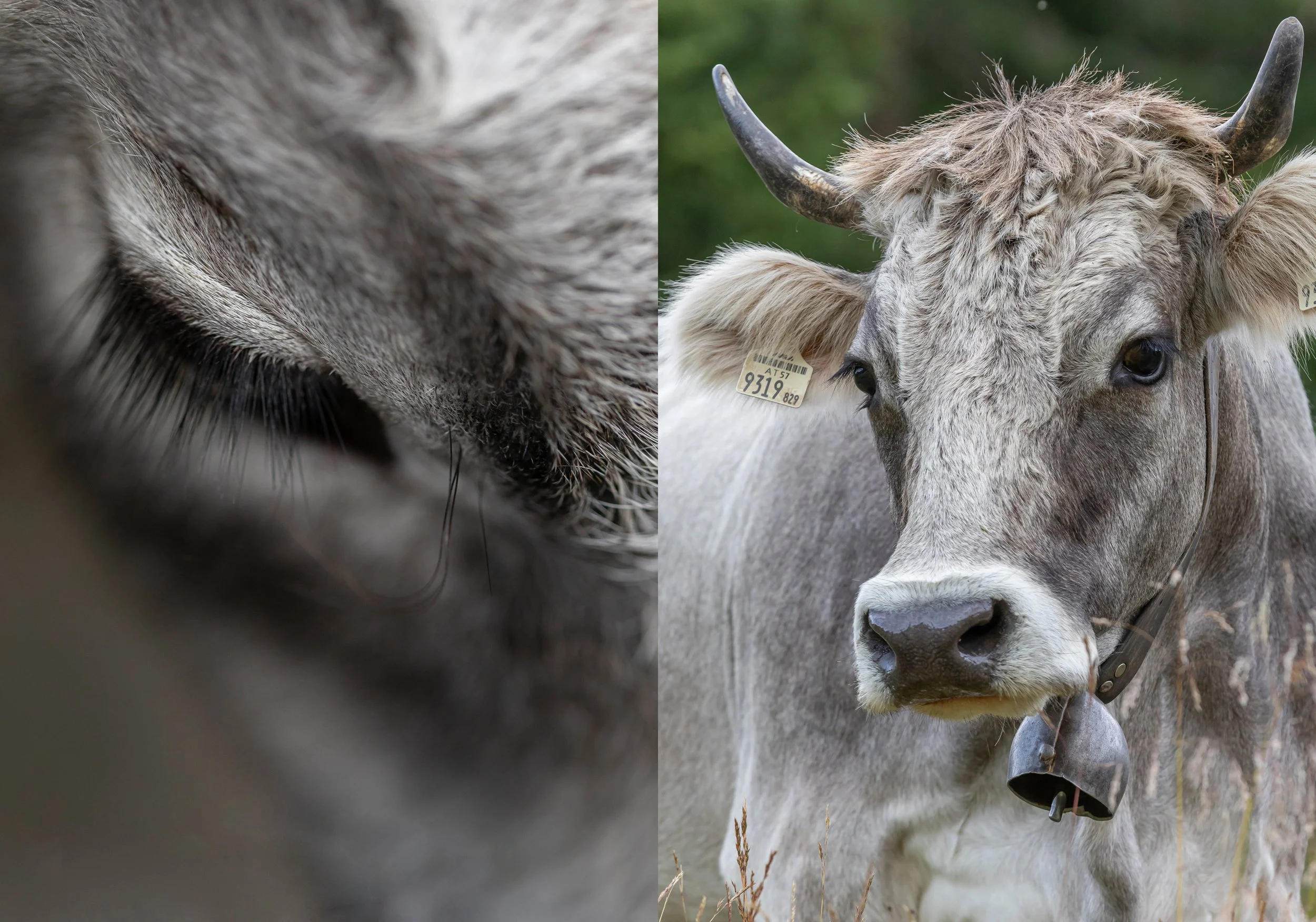 Tiroler Grauvieh_1.jpg