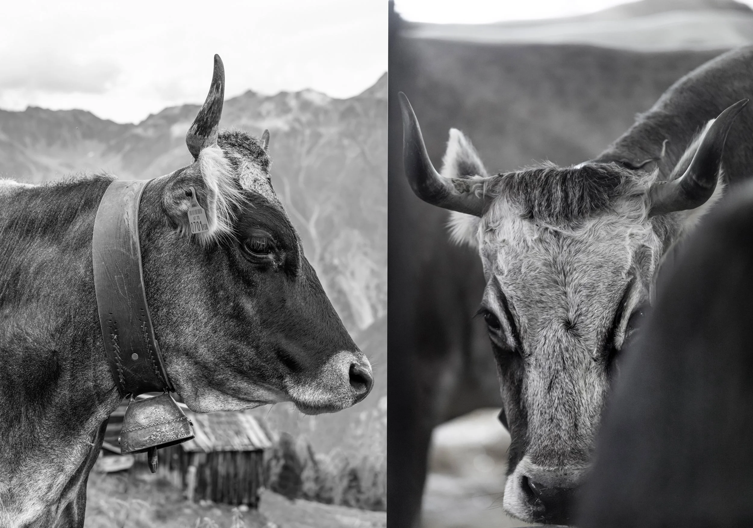 Tiroler Grauvieh_2.jpg