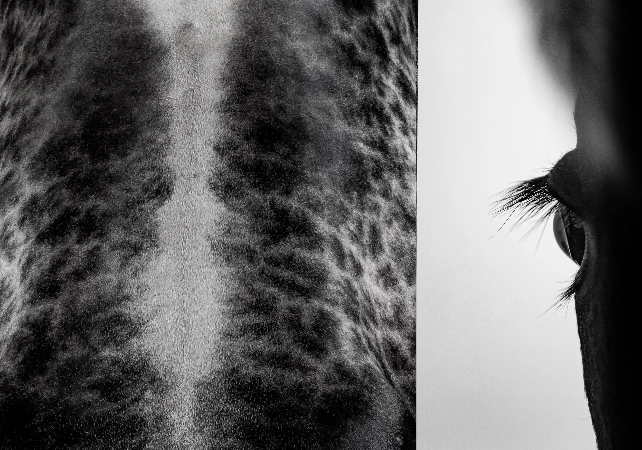 Tiroler Grauvieh_4.jpg