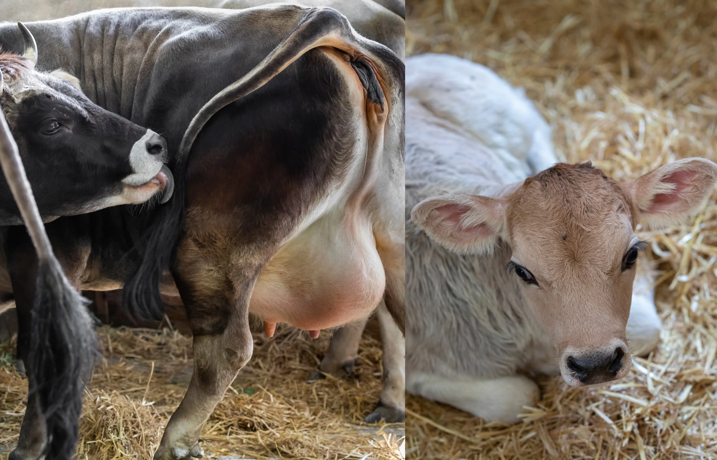 Tiroler Grauvieh_8.jpg