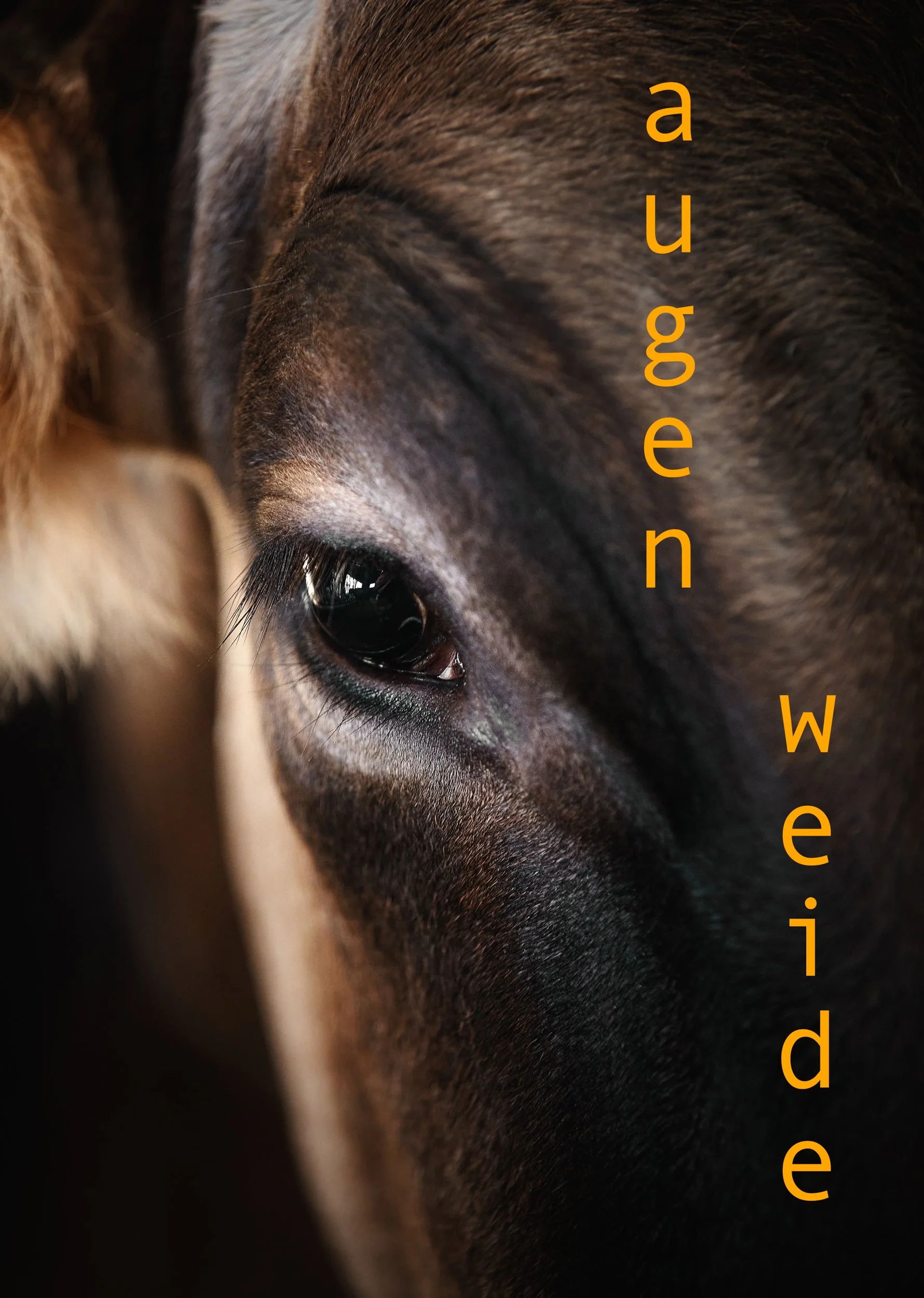 Coveridee vorne_2.jpg