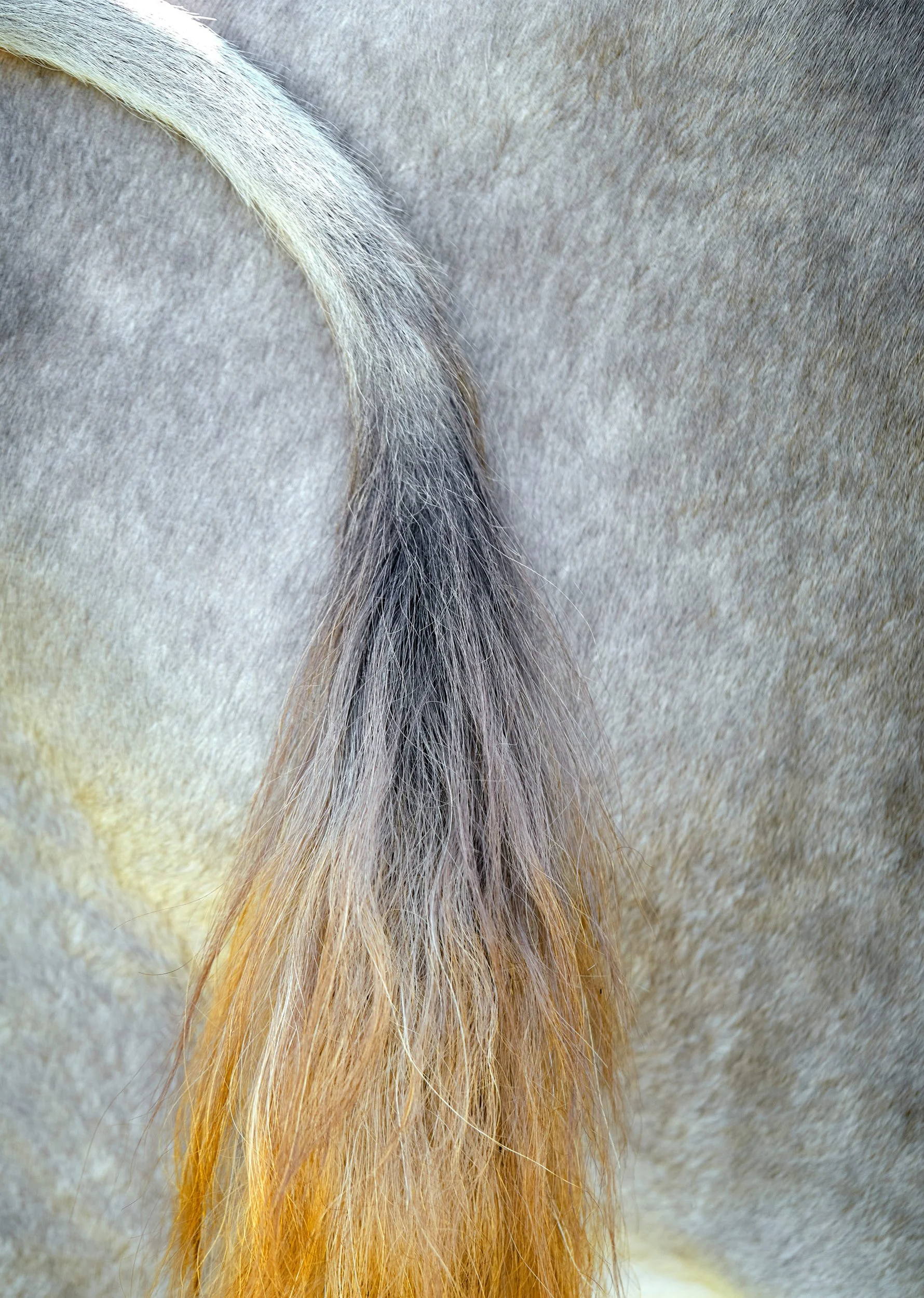 coveridee hinten.jpg