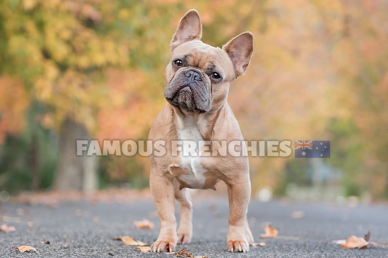 SNOOKIE - Blue fawn, carry cream, chocolate and long hair gene