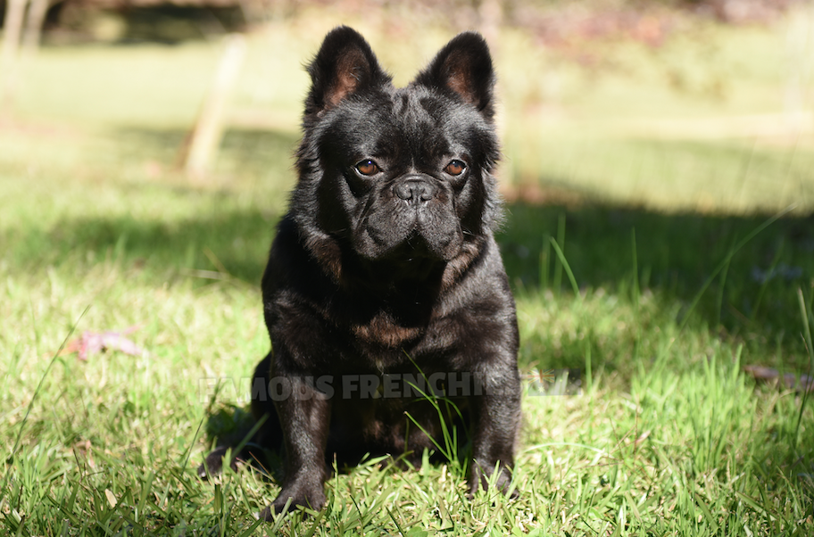 WOOKIE - Visual black brindle long hair, carry chocolate