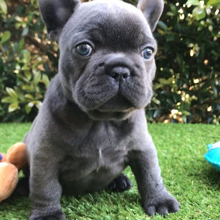 Fluffy frenchie facts — Famous Frenchies Australia