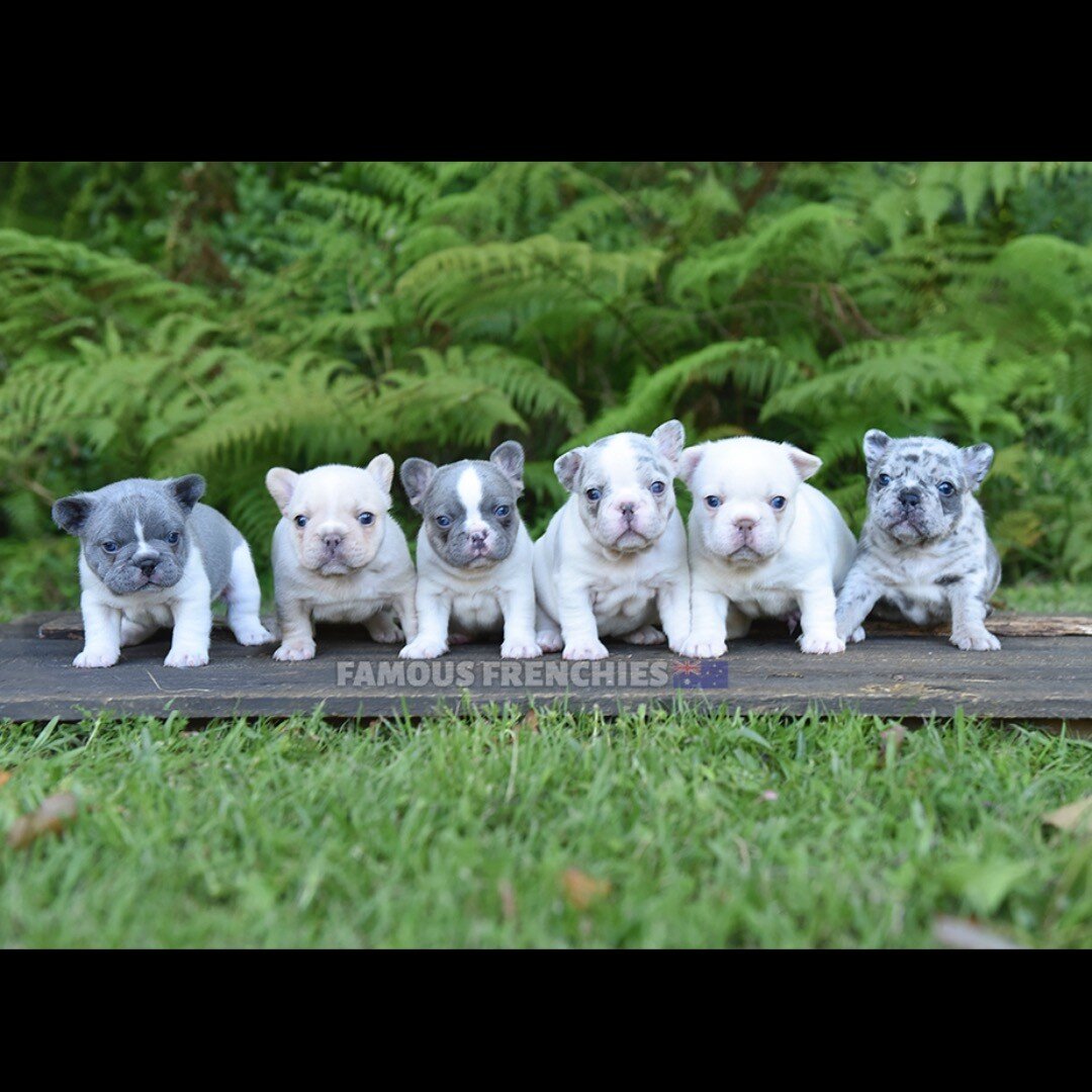 UPDATE: 🧬 DNA is back! ❤️ DOTTI X MARLON babies 4 weeks old!
From left to right:
🚹 &ldquo;Snoopy&rdquo; &ndash; Lilac irish spotted pied carry tan, long hair boy
🚹 &ldquo;Calvin&rdquo; &ndash; Blue cream carry tan, coco and long hair boy
🚹 &ldquo