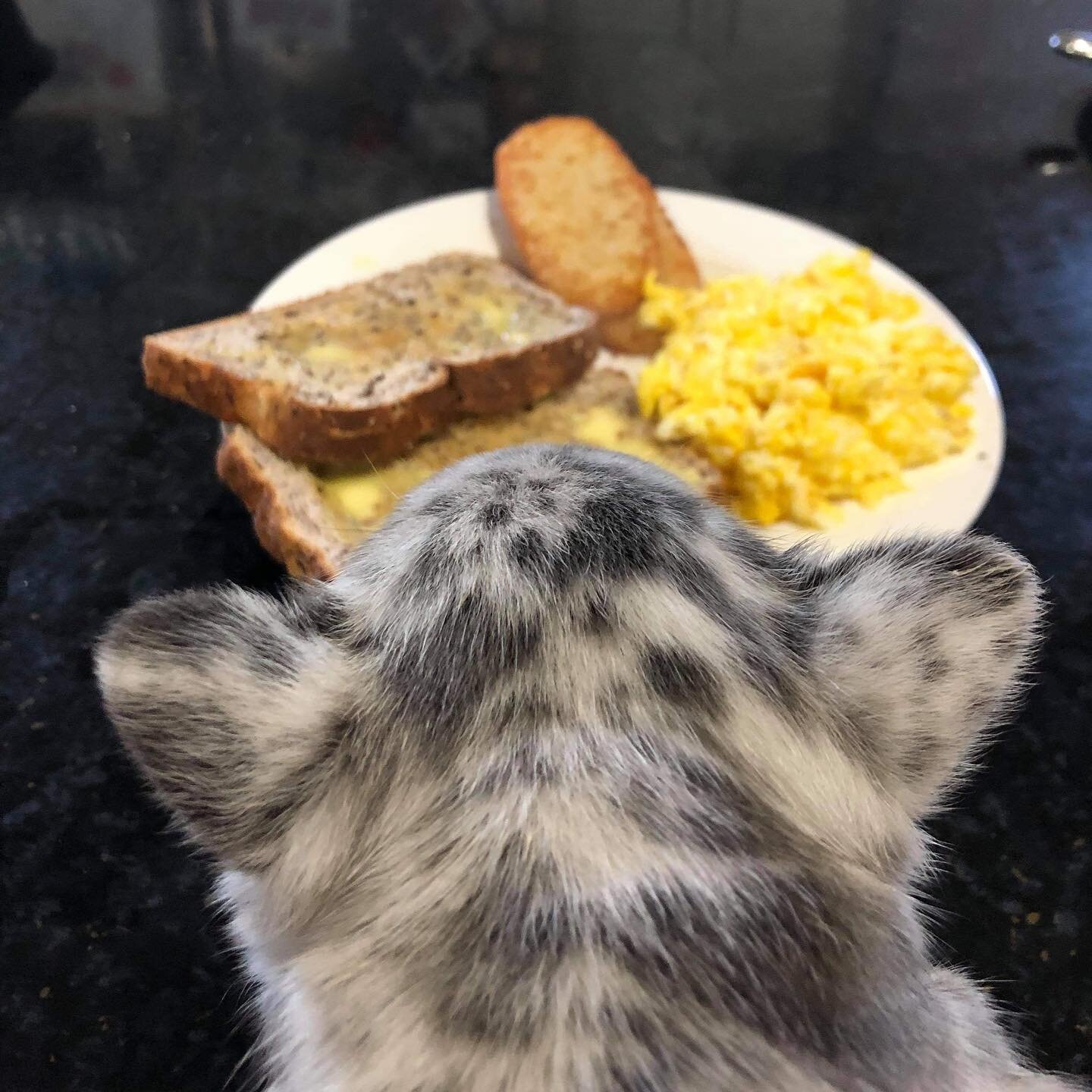 Breakfast and Freckles 😍 #breakfast #eggsofinstagram #frenchiesofinstagram #food #yummy #puppylife #merle #merlefrenchie #famous #hungry #frenchbulldog #dailyfrenchies #pupoftheday #love #cutedogs