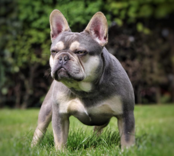 lilac brindle bulldog