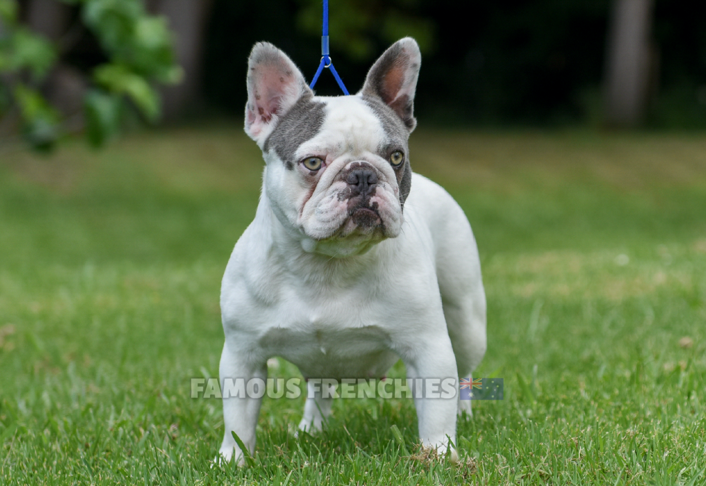 Full Grown Lilac Bulldog Grown Pied French Bulldogs Lilac Merle