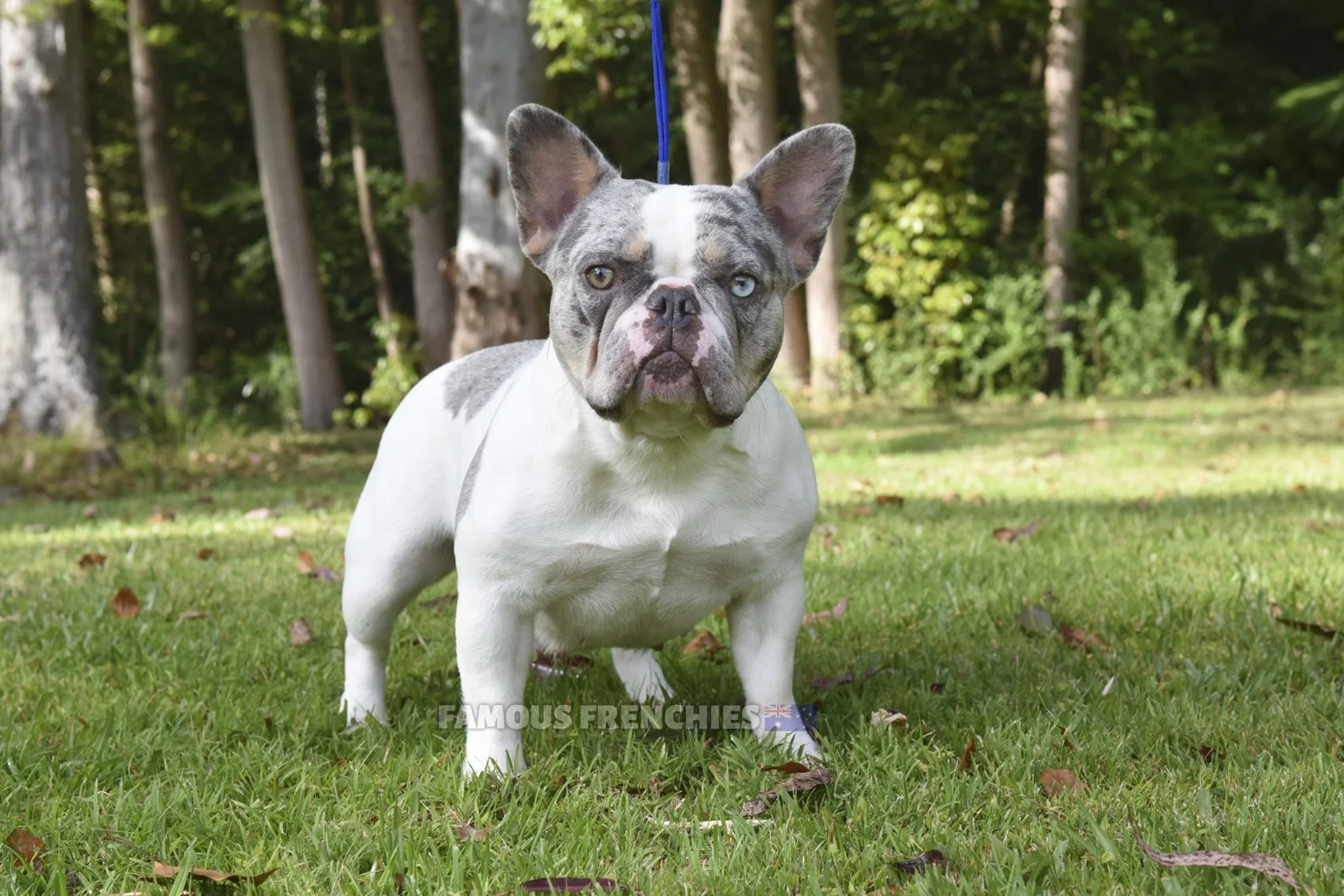 Pied French Bulldogs White Fawn Pied French Bulldog Puppy Foto