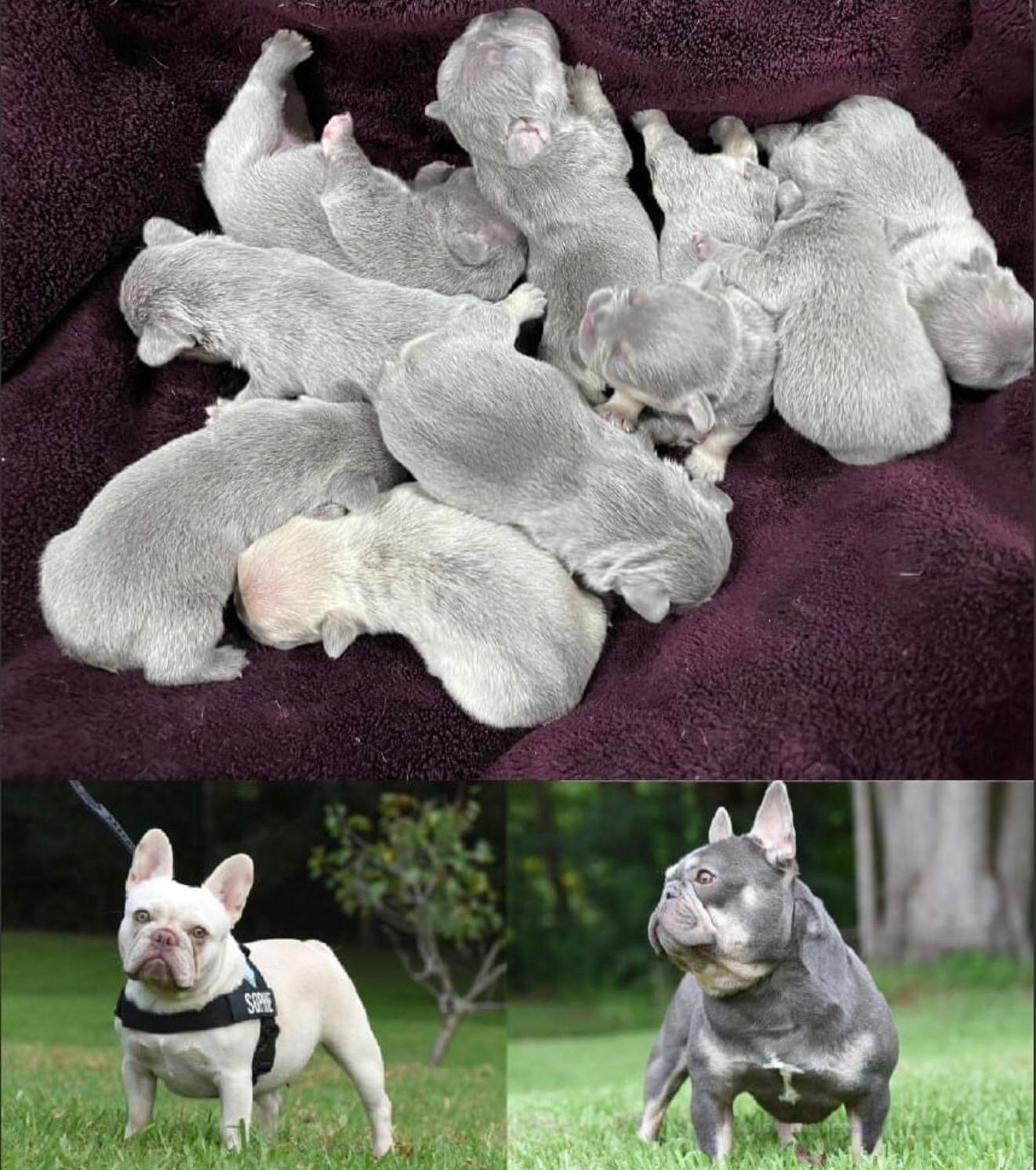 It's been a busy couple of weeks here at Famous Frenchies Australia head quarters! 

SOPHIE X VAN DUTCH - 9 puppies born 10th March 2023

https://www.famousfrenchiesaustralia.com/puppies