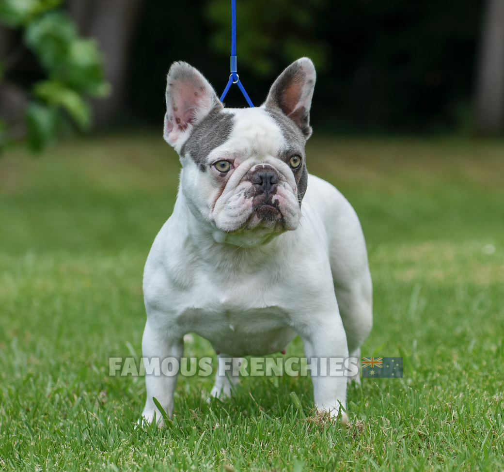 Irish Pied Puppy Fawn Pied French Bulldog Puppies For Sale Red