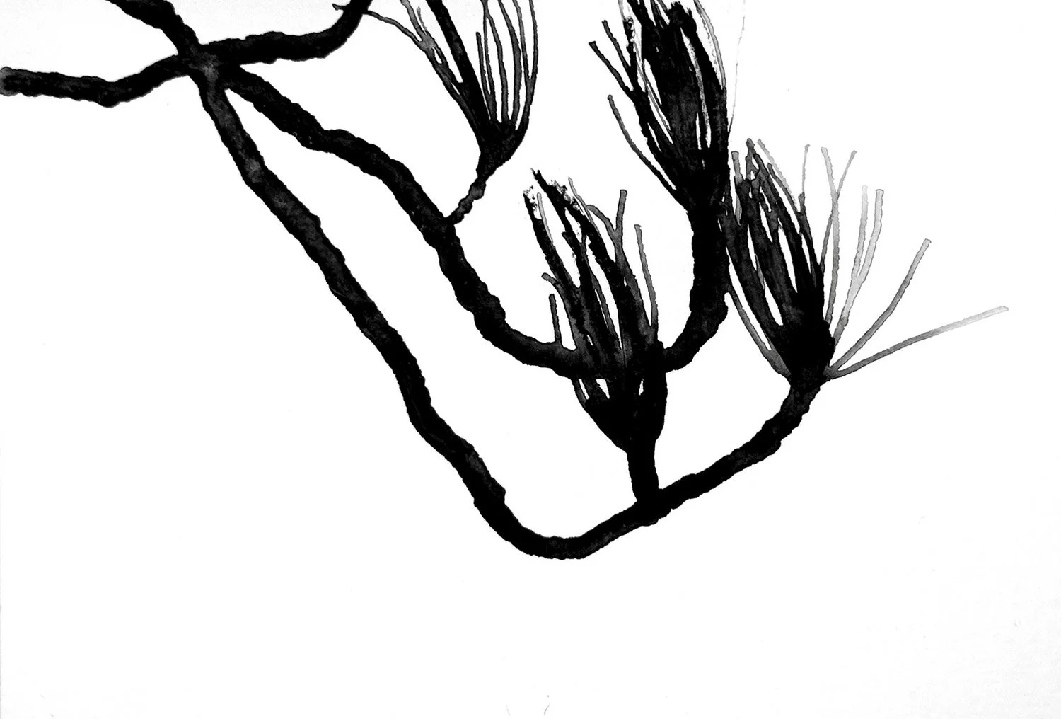 PINENEEDLES_STUDY.jpg
