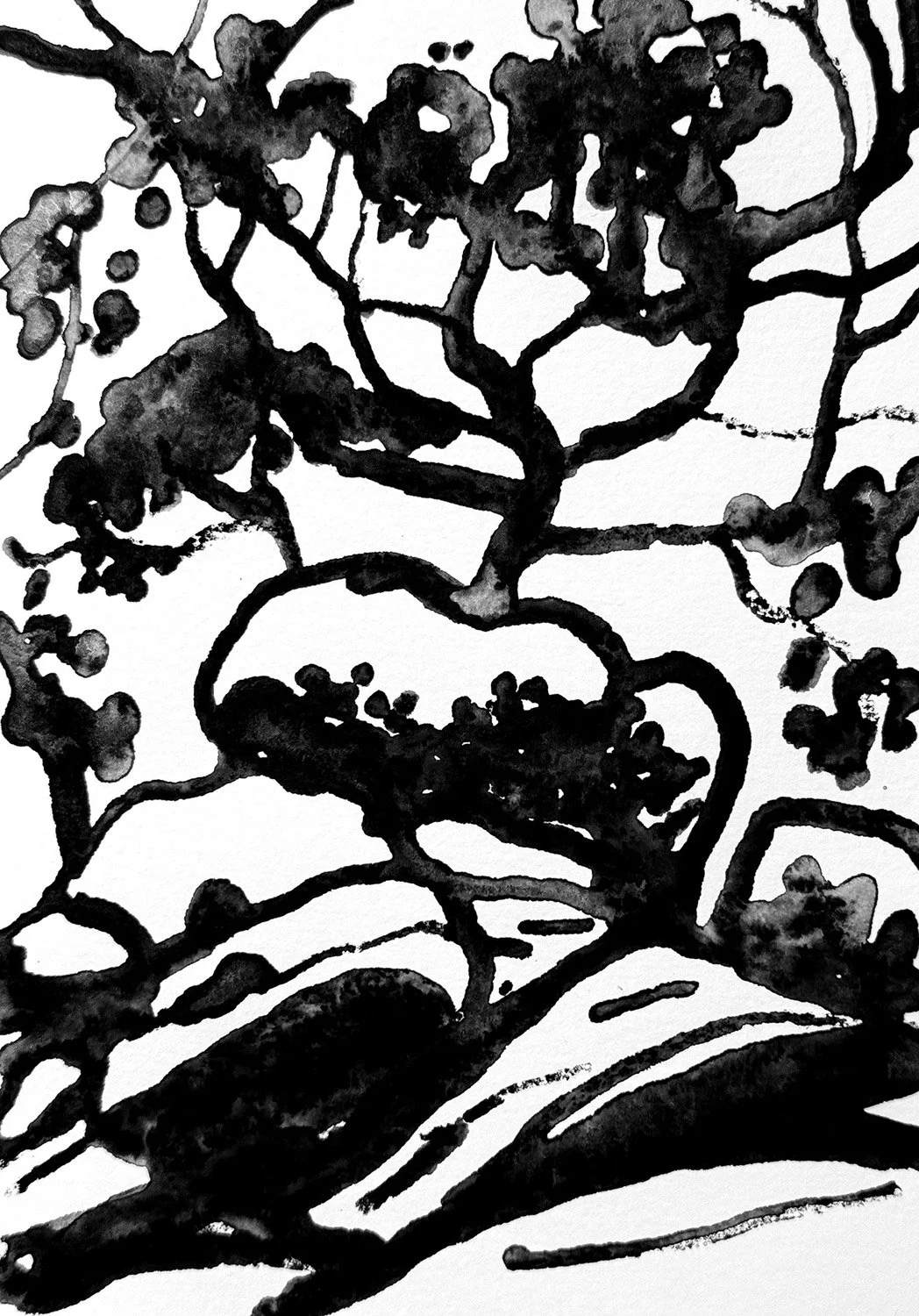 WILDTREE_STUDY.jpg