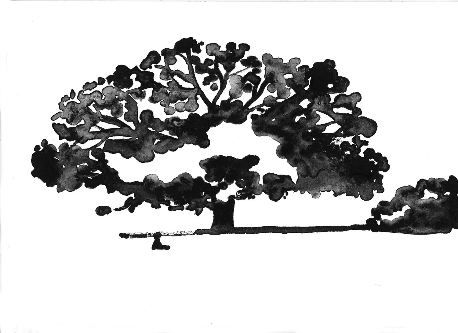 WIDEOAK_STUDY.jpg